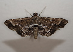 Merodictya marmorata