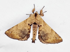 Apatelodes merlona