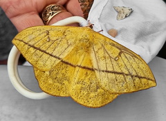 Lonomia concordia