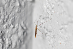 Chioneinae