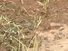 Pseudagrion malabaricum
