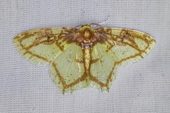 Image of Nemoria ozalea