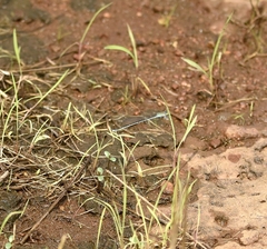 Pseudagrion malabaricum