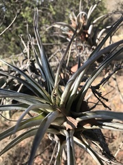 Tillandsia