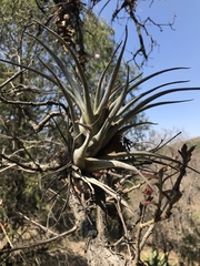 Tillandsia