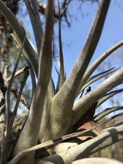 Tillandsia