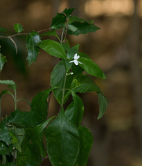 Pseuderanthemum tenellum