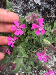 Silene acutifolia