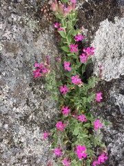 Silene acutifolia