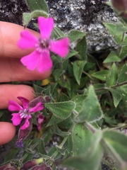 Silene acutifolia