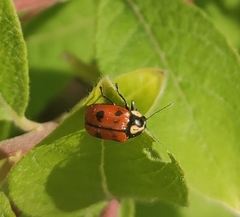 Cryptocephalus octopunctatus