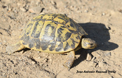 Testudo hermanni hermanni