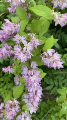 Deutzia