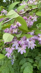 Deutzia