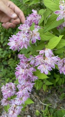 Deutzia