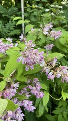 Deutzia