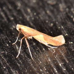 Caloptilia packardella