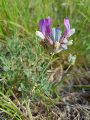Astragalus vesicarius