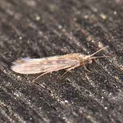 Agraylea multipunctata