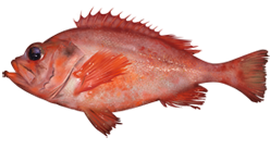 Photo of a Acadian Redfish