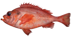 Acadian Redfish photo 2