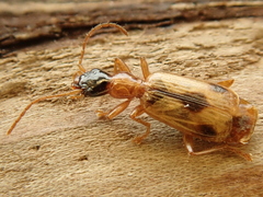 Demetrias imperialis