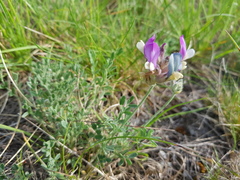 Astragalus vesicarius