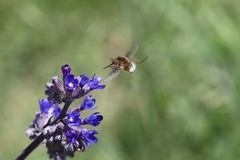Bombylius posticus