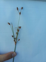 Fimbristylis caroliniana