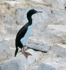 Leucocarbo bougainvillii