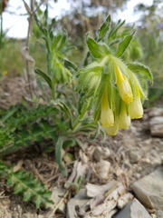 Onosma fastigiata