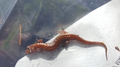 Desmognathus wrighti