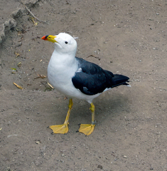 Larus belcheri