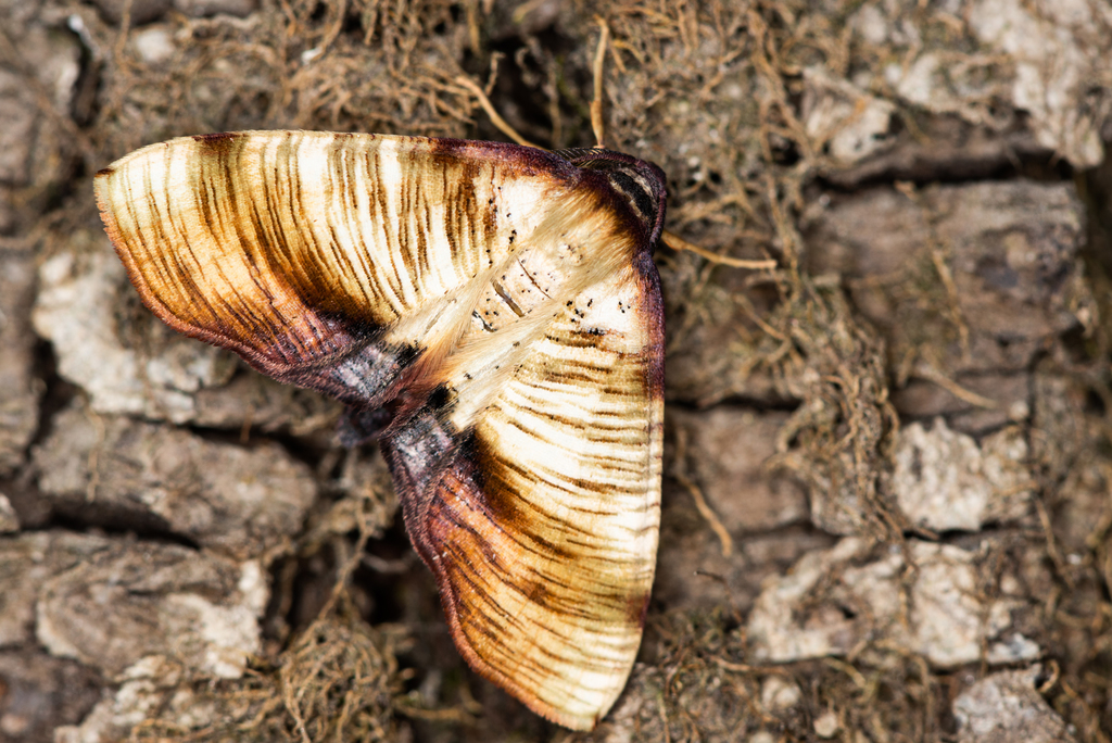 Scorched Wing