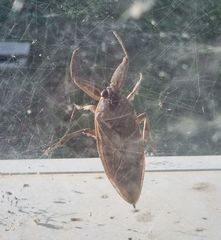 Lethocerus cordofanus