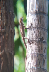 Calotes versicolor