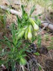 Onosma fastigiata