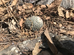 Mammillaria haageana elegans