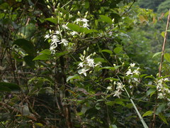 Clematis meyeniana