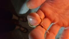 Tantilla hobartsmithi