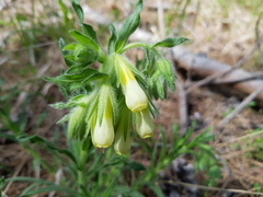 Onosma fastigiata