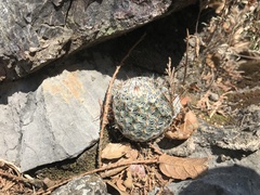 Mammillaria haageana elegans