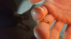 Tantilla hobartsmithi