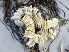 Sinistrofulgur sinistrum