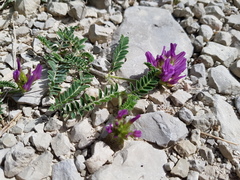 Astragalus hypoglottis hypoglottis