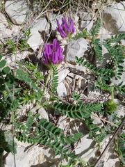 Astragalus hypoglottis hypoglottis
