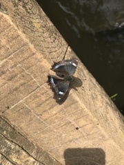 Kaniska canace nojaponicum