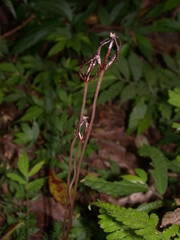 Gastrodia uraiensis