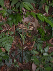 Gastrodia uraiensis