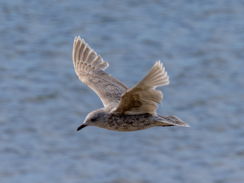 Gaviota groenlandesa (Larus glaucoides)